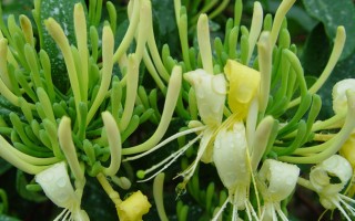 金银花种植技术培训 金银花如何繁殖育苗，如何移栽及修剪，金银花之乡资深老农告诉你