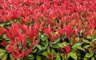 红叶石楠养护技术 红叶石楠的养殖方法和注意事项
