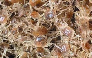 龙虾螃蟹混养技术 兴化海南镇新伍村探索出蟹塘混养龙虾模式——养好一塘好虾好蟹的“大学问”