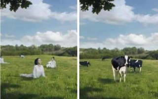 国外牛奶广告短视频制作 将女性描绘成奶牛！韩国牛奶广告惹众怒